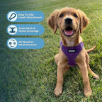 Best Pet Supplies Voyager Step-in Air Harness - All Weather Mesh, Reflective, No Pull Harness for Dogs, Cats - Secure with Hook & Loop Fastener, Buckle, Double D-Rings - Purple, XS