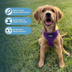 Best Pet Supplies Voyager Step-in Air Harness - All Weather Mesh, Reflective, No Pull Harness for Dogs, Cats - Secure with Hook & Loop Fastener, Buckle, Double D-Rings - Purple, XL