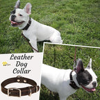 Heavy Duty Black Leather Dog Collar - Soft and Strong Dog Collar for Puppy or Small Breeds (Small: Fit 10" - 14.5" Neck, Black)