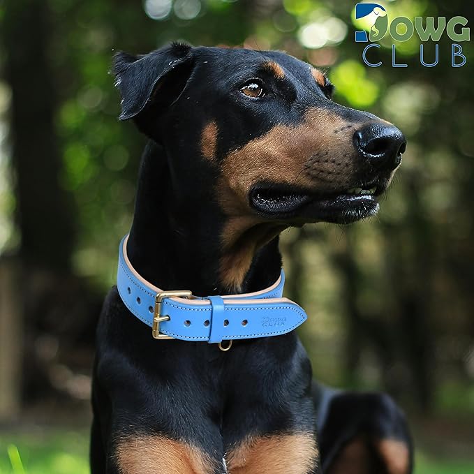 Genuine Leather Dog Collar | Full Grain, Heavy Duty, Comfortable, Padded, Strong | Best for Pups, Small, Medium, Large & XL Breeds (Small (Fit Neck Size 11.5"-14.5"), Blue)