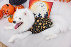 Aiboria Winter Dog Coat Windproof Fleece Jacket with Chest Strap Dog Vest Harness Halloween Black L