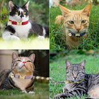 Personalized Cat Collar with Custom Name Plate, Customize Engraved Gold Metal Buckle, Adjustable Velvet Tough Nylon Cat ID Tag Collars with Bell