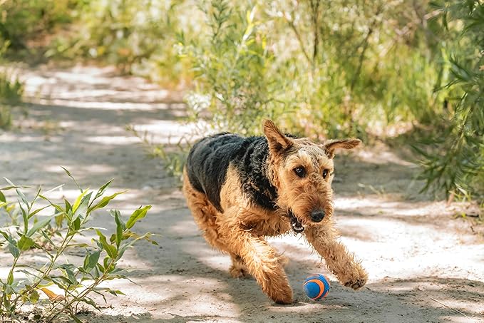 Chuckit! Ultra Squeaker Dog Ball, Fetch Toy, Medium, 1 Pack