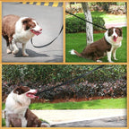 AMAGOOD 6 FT Puppy/Dog Leash, Strong and Durable Traditional Style Leash with Easy to Use Collar Hook, Great for Small, Medium and Large Dogs (1 in x 6 ft(Pack of 1), Black)