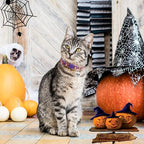 Halloween Cat Collar with Bells, Thanksgiving Cat Collar Breakaway, Christmas Kitten Collars for Girl Boy Cats, Fall Kitty Holiday Collars Adjustable 8-12inch