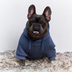 Tuff Pupper Dog Hoodie | Premium Quality 100% Organic Cotton | Ultra Soft Interior for Superior Comfort | Elastic Cuffs & Drawstring for Warmth | Stretch Fit Suitable for All Breeds (Blue, S)
