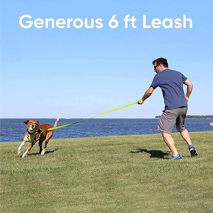 Pawtitas 6 FT Solid Color Leash for Puppy & Cat Training - Extra Small, 6 ft or 1.8 m, Grey