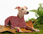 Dog Sweaters for Small Dogs Girls Boys, Striped Pet Sweaters for Fall Winter Dog Clothes, Turtleneck Pullover Knitwear for Small Medium Large Dogs