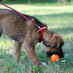 Dingo Toy for Dog, Durable TPR Rubber for chewers, Fetch Toy for Play, Boomerang 9.1", 17395 (Ball dent)
