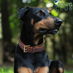 Leather Dog Collar | Leather Collar for Small Dogs, .75 Inch Wide Dog Collar Brown | Genuine, Full Grain, Heavy Duty, Comfortable, Inner Padding (Small (Fit Neck Size 11.5"-14.5"), Brown)