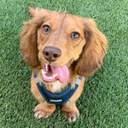 Best Pet Supplies Voyager Step-in Air Harness - All Weather Mesh, Reflective, No Pull Harness for Dogs, Cats - Secure with Hook & Loop Fastener, Buckle, Double D-Rings - Blue, M