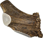 Giant Split Single Pack (for 75+ lb Dogs) Premium Grade Elk Antler for Dogs (1 Piece) Sourced in The USA