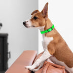 Dogline Biothane Waterproof Dog Collar Strong Coated Nylon Webbing with Black Hardware Odor- Proof for Easy Care Easy to Clean High Performance Fits Small Medium or Large Dogs, Tropical Green