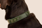 Two Tails Pet Company Cactus Vegan Leather Dog Collar, Adjustable Pet Collar with Gold Hardware and D Rings for Leash and ID Tag for Dogs and Puppies, Easy to Clean & Eco Friendly, Green, Size Large