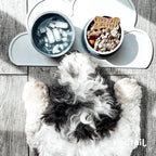KindTail Portable Pet Feeder, Travel Dog Bowls with Lid and Handle, Microwave and Dishwasher-Safe, 10oz Inner Bowl & 20oz Outer Bowl, Grey