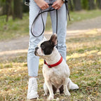 Dogline Biothane Waterproof Dog Leash Strong Coated Nylon Webbing with Black Hardware Odor-Proof Easy to Clean High Performance for Small or Large Dogs Made in USA 4 or 6 ft Lead, Black