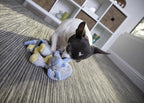 goDog Dinos Frills Squeaky Plush Dog Toy, Chew Guard Technology - Gray, Small