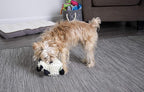 goDog Fuzzy Wuzzy Lamb Squeaky Plush Dog Toy, Chew Guard Technology - Assorted, Small