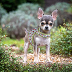 Mile High Life Dog Harness, Air Mesh Floral Vest Harness for 20 lbs Small Dogs & Cats, Easy Get on Adjustable Easy Closures Both Neck and Chest(Wild Rose, S Chest 16"-18")