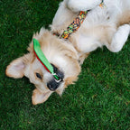 Dingo Toy for Dog, Durable TPR Rubber for chewers, Fetch Toy for Play, Boomerang 9.1", 17395 (Bommerang)