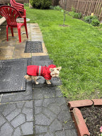Candofly Dog Raincoat Hooded Poncho - Adjustable Waterproof Dog Rain Jacket Lightweight Reflective Dog Rain Coat Pet Slicker for Small Medium Large Dogs (Small, Bright Red)