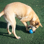 Outward Hound by Planet Dog Squeak Ball Bouncy Fetch Dog Toy, Blue