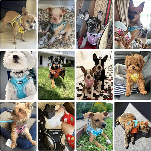 AIITLE Dog Harness, Summer No-Pull Cat Harnesses with a Leash, Adjustable Reflective Puppy Vest, Pet Vest Escape Proof, Outdoor Walking, Camping for Extra Small Dogs and House Cats Yellow XXXS