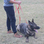 Dog/Puppy Obedience Recall Training Agility Lead - 15ft 20ft 30ft 40ft 50ft Training Leash - Great for Play, Camping, or Backyard (Pink, 20 Feet)