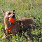 Dingo Toy for Dog, Durable TPR Rubber for chewers, Fetch Toy for Play, Boomerang 9.1", 17395 (Ball dent)