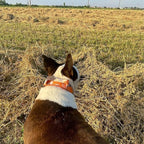 ADITYNA Heavy Duty Dog Collar for Medium Dogs - Camo Orange Collar with Handle for Training, and Walking - Wide, Thick, Tactical, Soft Neoprene Padded