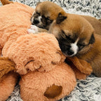 Original Snuggle Puppy Heartbeat Puppy Toy - Heartbeat Puppy for Dogs - Pet Anxiety Relief and Calming Aid - Comfort Dog Toy - Behavioral Training and Sleep Aid Cuddle buddy - Crate Training Essential