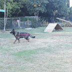 Dog/Puppy Obedience Recall Training Agility Lead - 15ft 20ft 30ft 40ft 50ft Training Leash - Great for Play, Camping, or Backyard - Black 40ft (40Feet, Black)