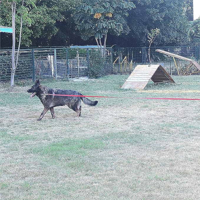 Siumouhoi Dog/Puppy Obedience Recall Training Agility Lead - 15ft 20ft 30ft 40ft 50ft Training Leash - Great for Play, Camping, or Backyard - Orange 50ft