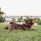 Chew King Dog 2.5 Inch Bacon Flavor Rubber Balls 3 Pack Large Breeds