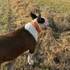 ADITYNA Heavy Duty Dog Collar for Medium Dogs - Camo Orange Collar with Handle for Training, and Walking - Wide, Thick, Tactical, Soft Neoprene Padded