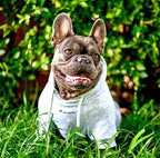 Tuff Pupper Dog Hoodie | Premium Quality 100% Organic Cotton | Ultra Soft Interior for Superior Comfort | Elastic Cuffs & Drawstring for Warmth | Stretch Fit Suitable for All Breeds (Gray, S)