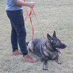 Siumouhoi Dog/Puppy Obedience Recall Training Agility Lead - 15ft 20ft 30ft 40ft 50ft Training Leash - Great for Play, Camping, or Backyard - Orange 20ft (20Feet, Orange)