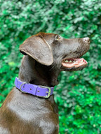 Tuff Pupper Classic Heavy Duty Dog Collar | 10x Stronger Than Leather | 100% Waterproof & Odor Proof Dog Collar | Tough Rust-Proof All Metal Hardware