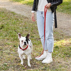 Dogline Biothane Waterproof Dog Leash Strong Coated Nylon Webbing with Black Hardware Odor-Proof Easy to Clean High Performance for Small or Large Dogs Made in USA 4 or 6 ft Lead, Cherry Red