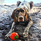 Dingo Toy for Dog, Durable TPR Rubber for chewers, Fetch Toy for Play, Boomerang 9.1", 17395 (Tomato)