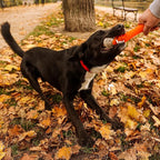 Dingo Toy for Dog, Durable TPR Rubber for chewers, Fetch Toy for Play, Boomerang 9.1", 17395 (Aport dent)