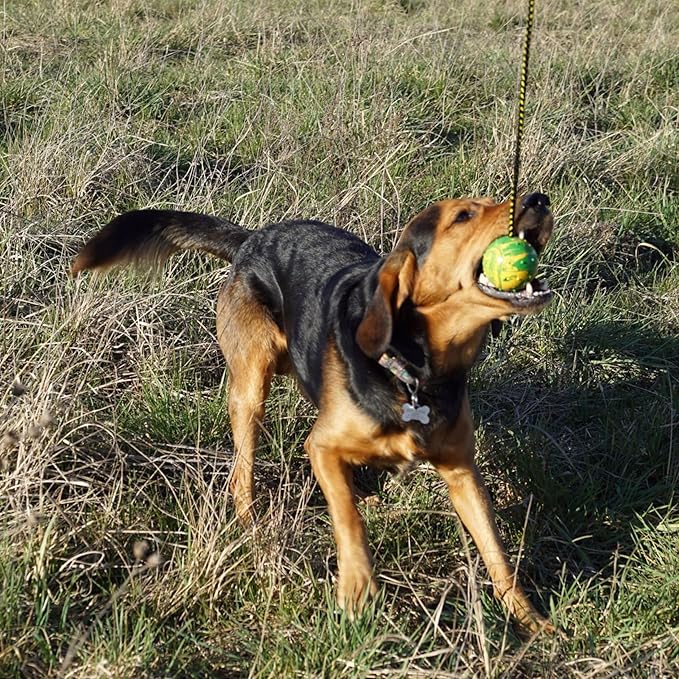 Dingo Nubby Dog Ball - Fully Rubber-Filled, with 60 cm Long Rope - Suitable for Fetching, Dog Sports, Agility, Playtime - Medium Size - Random Colour