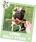 Nature Gnaws Large Bully Sticks for Dogs 5-6" (10 Count) - Thick Long Lasting for Aggressive Chewers and Large Dogs - Natural Beef Dog Chew Bones