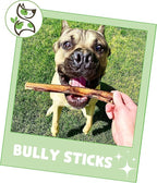 Nature Gnaws Bully Sticks for Dogs 5-6" (8oz) - Mixed Thickness - Long Lasting for Aggressive Chewers and Large Dogs - Natural Beef Dog Chew Bones
