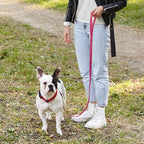 Dogline Biothane Waterproof Dog Leash Strong Coated Nylon Webbing with Black Hardware Odor-Proof Easy to Clean High Performance for Small or Large Dogs Made in USA 4 or 6 ft Lead, Passionfruit Pink