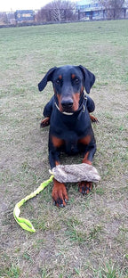 Dingo Tug Toys for Dog, Faux Fur Handle Bungee Agility Motivation Reward Z30021