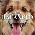Burt's Bees for Pets Hypoallergenic Shampoo for Dogs with Shea Butter and Honey, 95% Natural Origin Formulas, Shampoo for Sensitive Dogs - Gentle Dog Shampoo, 16 oz