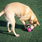 Outward Hound by Planet Dog Squeak Ball Bouncy Fetch Dog Toy, Pink