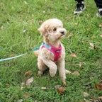 AIITLE Dog Harness, Summer No-Pull Cat Harness with a Leash, Adjustable Reflective Dog Vest, Cat Harness Escape Proof, Outdoor Walking, Camping for Extra Small Dogs and House Cats Hot Pink XXXS
