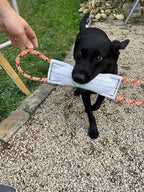 Rock-N-Rescue Hound Hose Firehose Dog Toy - Interactive Training Tug Rope from Durable Recycled Fire Hose. Indoor Outdoor Fetch Toy, Small with Rescue Rope Handles